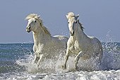 Horse - Camargue