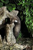 Beech marten - France
