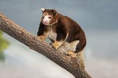 Matschie's Tree Kangaroo - Australia