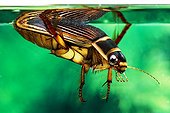 Great diving beetle - France