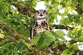 Eagle Owl - France