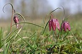 Common Fritillary flowers in a meadow -Touraine France