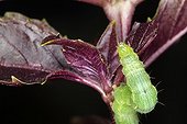 Silver Y Moth caterpillar on red Sweet Basil - France