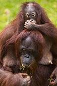 Orang-Outan de Bornéo femelle et jeune