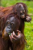 Bornean Orang-utan female and young 