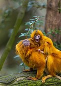 Golden Lion Tamarin and young on a branch