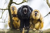 Black howlers on a branch