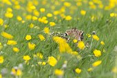 Brown Hare among buttercups at spring - GB