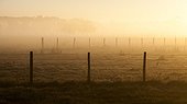 Fencing park Bulls at dawn - Camargue France 