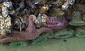 Starfish Sea anemones and Mussels Pacific Rim Canada ; Florencia beach