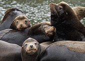 Steller Sea Lions at rest - Pacific Rim BC Canada 