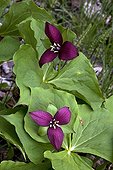 Wakerobin blooming in boreal forests - Québec Canada 