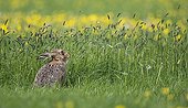 Brown Hare feeding in a meadow at spring - GB