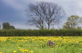 Brown Hare in a blooming meadow at spring - GB