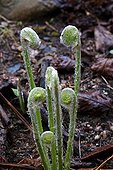 Fiddlehead ferns in the boreal forest - Québec Canada 