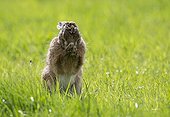 Brown Hare cleaning its feet in a meadow at spring - GB