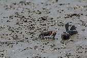 Mutsugoro and  fiddler crab on mud - Island of Kyushu Japan