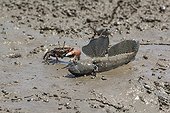 Mutsugoro goby and Crab on mud - Island of Kyushu Japan