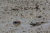 Mutsugoro goby and Crab on mud - Island of Kyushu Japan