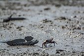 Mutsugoro goby and Crab on mud - Island of Kyushu Japan
