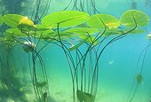 Yellow water lily leaves on the surface of a lake - France