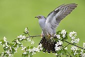 Cuckoo perched in a blooming tree at spring - GB
