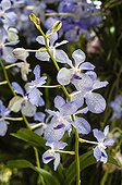 Orchid ; Vanda caerulea