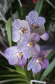 Orchid ; Vanda coerulea cultivar