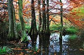 Bald cypress at the edge of a lake in autumn - France 