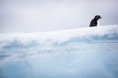 Gentoo penguin on an iceberg - Antarctic Peninsula
