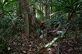 Poses for camera trap Malayan Tiger - Malaysia ; There is still around 500 in the wild.
