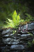 Dryoptéris voisin ; Golden male fern, Dryopteris affinis growing in a dry stone wall in Cornwall, UK.