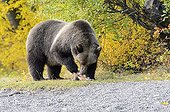 Grizzly eating a salmon - Chilcotin Mountains Canada 