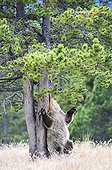 Grizzly rubbing a trunk - Chilcotin Mountains Canada  ; Age: 1.5 years 