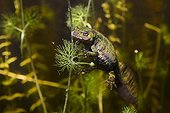 Female marbled newt in a pond - France
