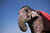 Elephant dressed - Elephant festival Chitwan Nepal