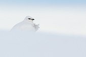 Rock Ptarmigan male on snow - Lapland Finland
