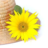 Fleur de Tournesol sur chapeau de paille sur fond blanc