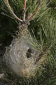 Pine Processionary moth nest - Etna Sicily 