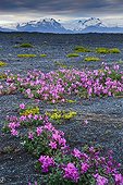 Dwarf Fireweed  in volcanic ground - Iceland