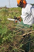Cutting of groundsel bush with a chain saw
