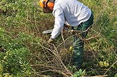 Cutting of groundsel bush with a chain saw