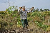 Building of a groundsel bush fence