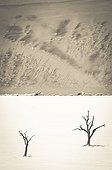 Acacia mort et dune - Dead Vlei  Namib-Naukluft  Namibie
