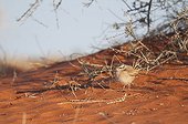 Kalahari Scrub Robin - Red sands dunes ot southern Kalahari