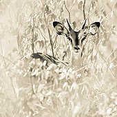 Portrait of young male black-faced Impala - Etosha Namibia