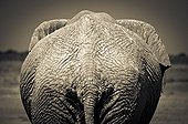 Eléphant d'Afrique de dos dans la savane - Etosha Namibie