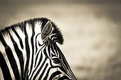 Portrait de Zèbre de plaine dans la savane - Etosha Namibie