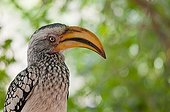 Portrait of Yellow-billed Hornbill - Namibia 