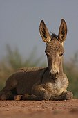 African colt at rest - Northern Senegal